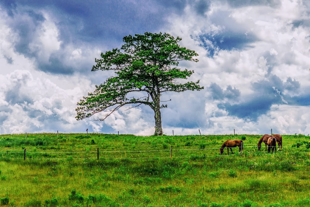 Horses in Windsor NS