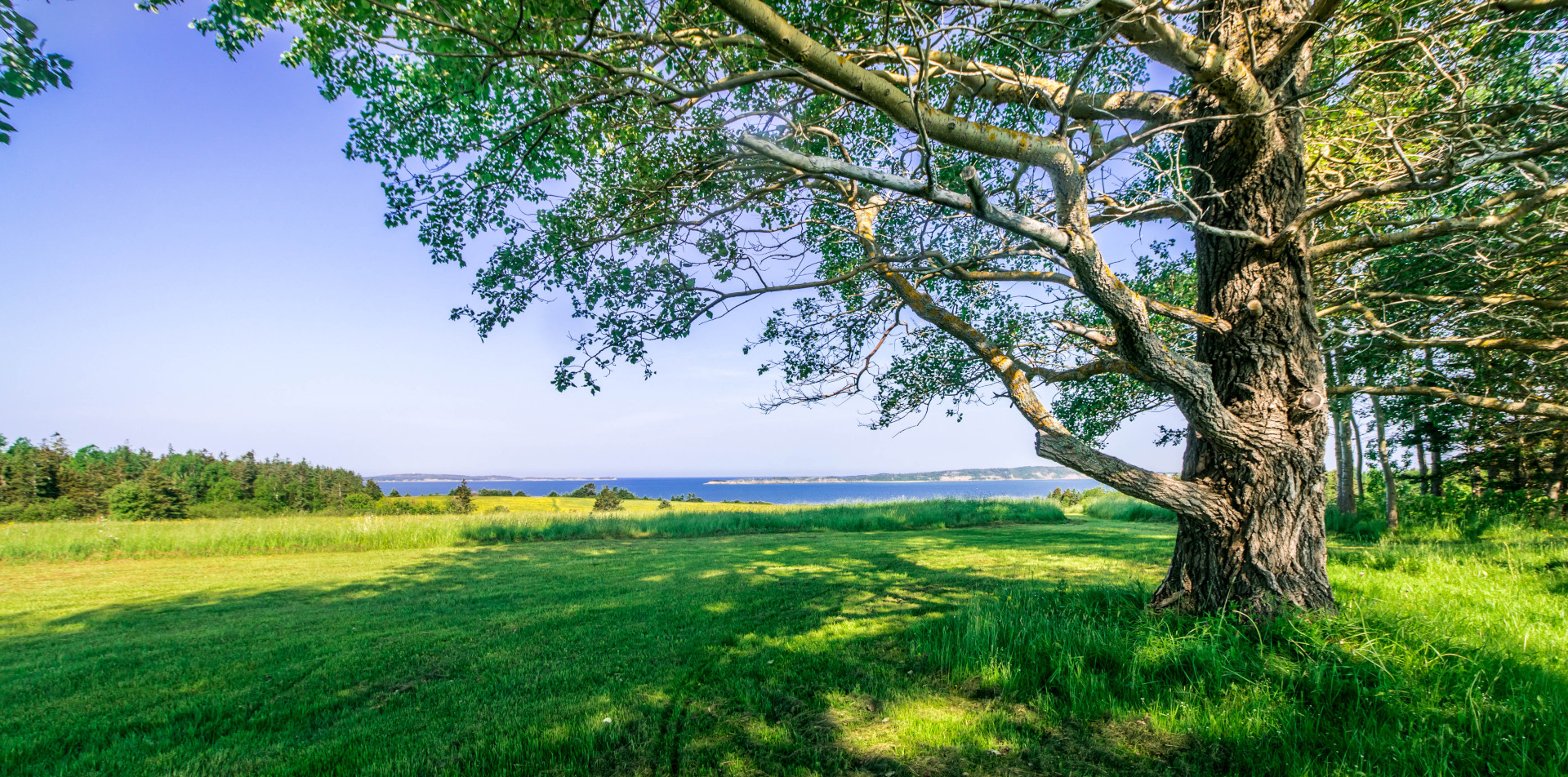Tree in field