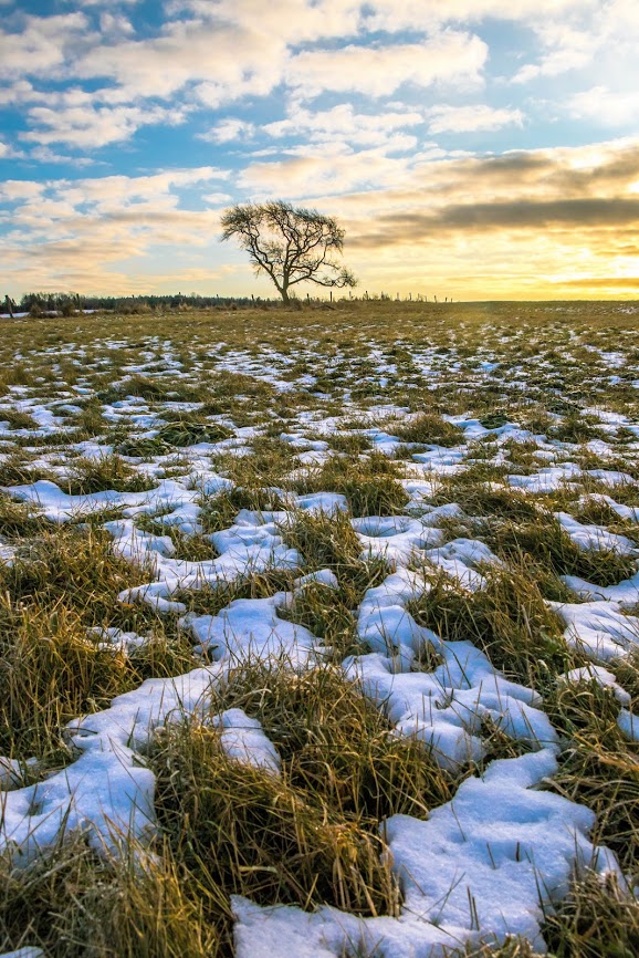 Snow and Lone Tree