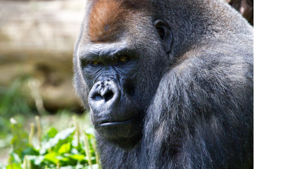 The 800 Pound Gorilla in the Room