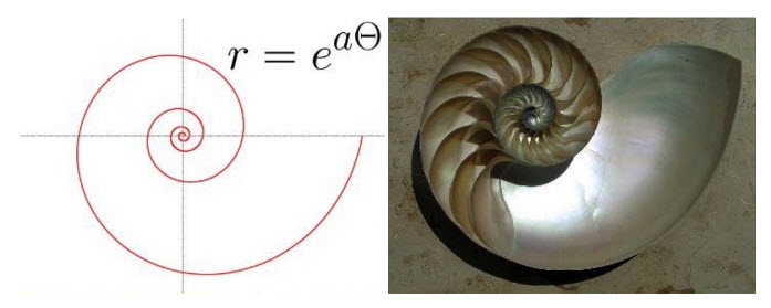 Euler's number spiral as a function of angle (left) and seen in a snail shell (right) Euler's number spiral