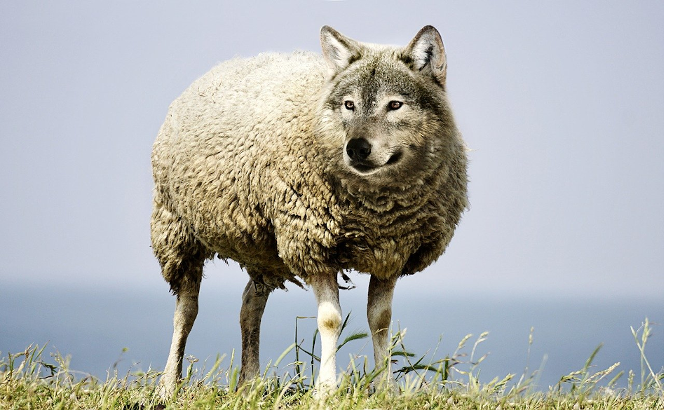 Wolf in Sheep's Clothing